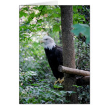 Bald Eagle Card