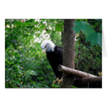 Bald Eagle Card