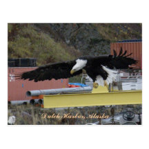 Bald Eagle Flying Over a Dock, Dutch Harbour, AK Post Card