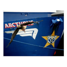 Bald Eagle flying past the F/V Arcturus Postcard