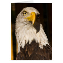 Bald Eagle Greeting Cards