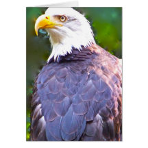 Bald Eagle Greeting Cards