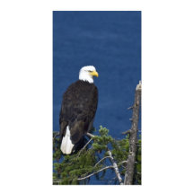 Bald Eagle on Fir Tree - Photo Card
