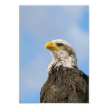 Bald Eagle Photo Art
