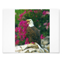 Bald Eagle Photo