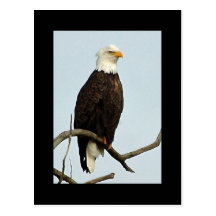 Bald eagle postcard
