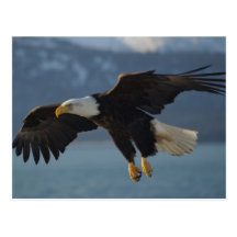Bald Eagle Postcards