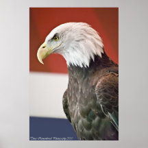 Bald Eagle Posters