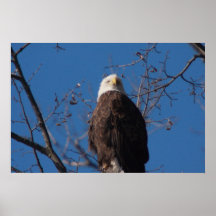 Bald Eagle Posters
