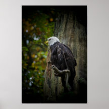 Bald eagle poster