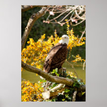 Bald Eagle Print