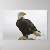 Bald Eagle Poster