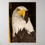 Bald Eagle Posters
