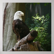 Bald Eagle Print