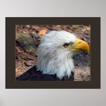Bald Eagle Print
