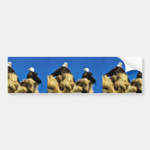 Bald Eagles Bumper Sticker