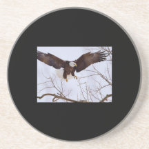 Bald Eagles Drink Coaster