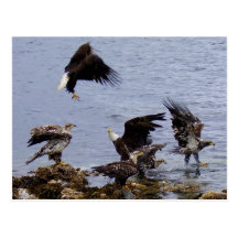 Bald Eagles on the Beach, Unalaska Island Postcards