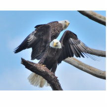 Bald Eagles Photo Cutout