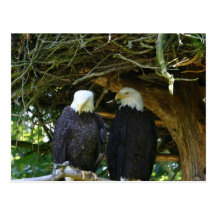 Bald Eagles Post Card