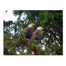 Bald Eagles Postcard