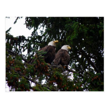 Bald Eagles Postcard