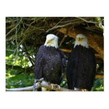 Bald Eagles Postcards