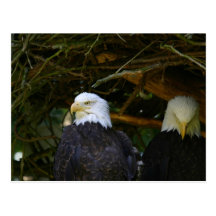 Bald Eagles Postcards