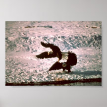 Bald Eagles Print