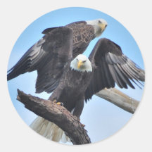 Bald Eagles Sticker