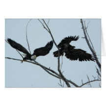 Bald Eagles taking flight Greeting Cards