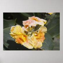 Balinese Lily Poster
