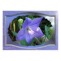 Balloon Flower w/frame ~ ATC card Business Cards