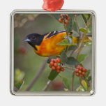 Baltimore Oriole Icterus galbula) adult male Ornaments