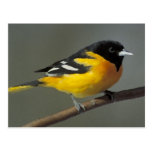 Baltimore Oriole Logo (palette) Postcards