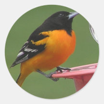 Baltimore oriole round stickers