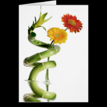 Bamboo and gerbera daisies cards
