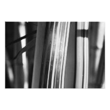 Bamboo closeup photo print