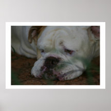 Bammer Posters