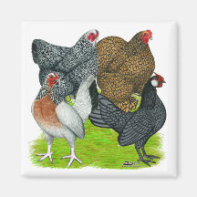 Bantam Hen Quartet Refrigerator Magnet
