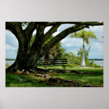 Banyan tree bench Poster