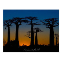 Baobabs de Madagascar Carte Postale