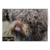 Barbet  Greeting Cards