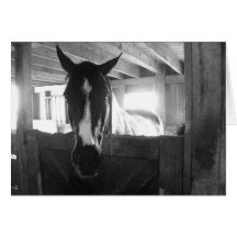 Barn Horse Card