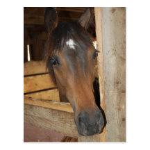 Barn Horse Fun Postcard
