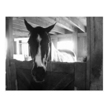 Barn Horse Post Card
