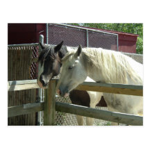 Barn Horses Post Card