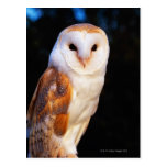 Barn Owl 2 Postcard