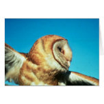 Barn owl greeting card