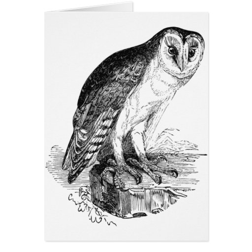 Barn Owl Greeting Card